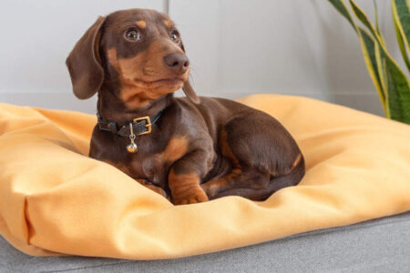 best customizable dog bed