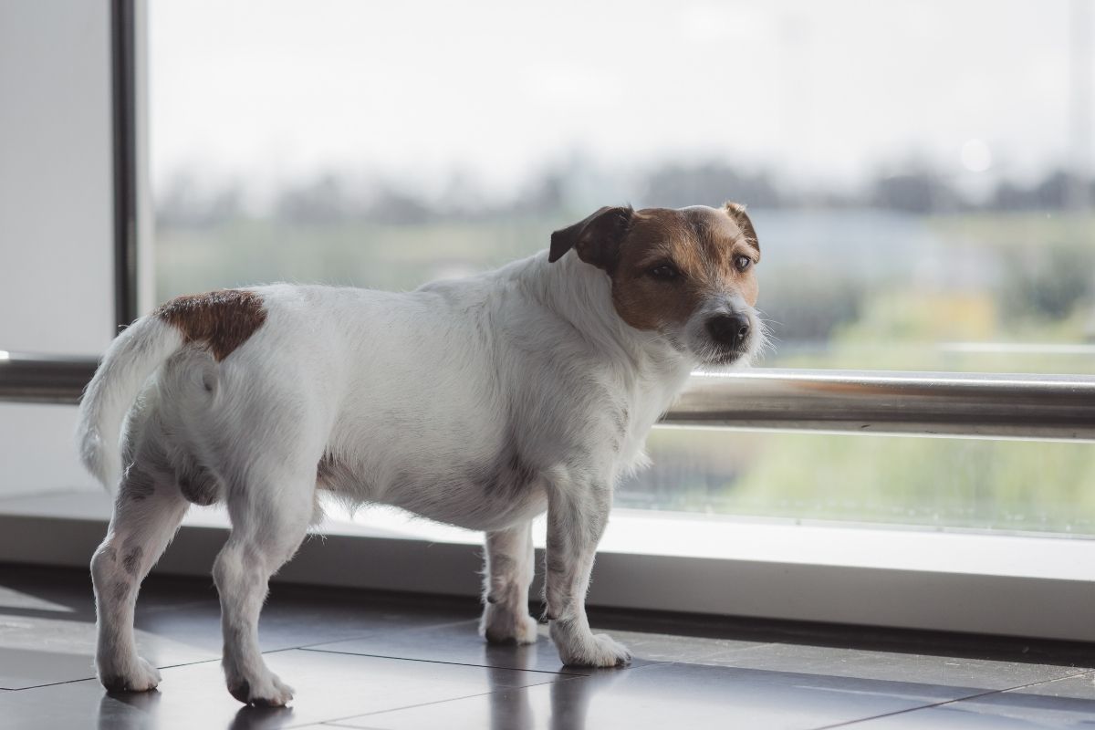 how to help your dog with separation anxiety