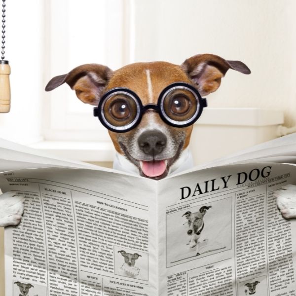 How to help a dog with constipation 8 dog constipation