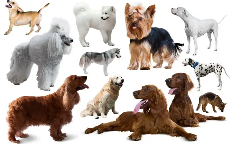 choosing the right dog breed