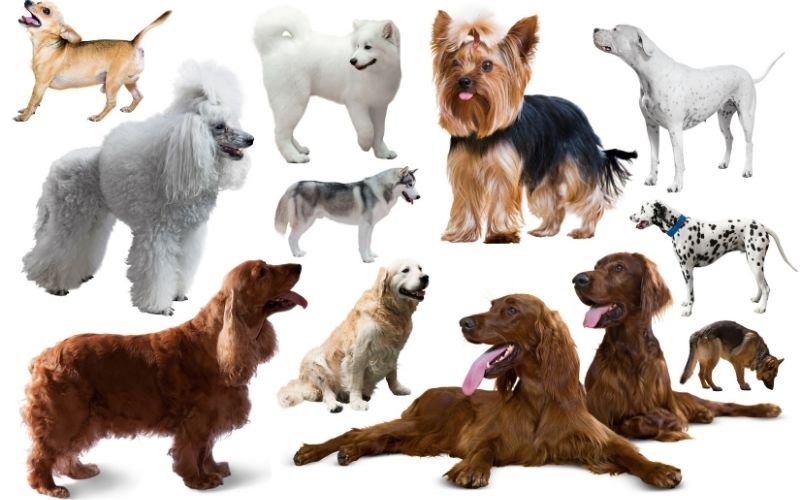 Choosing the right dog breed - Easy Spaniel Training