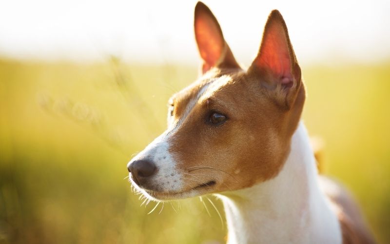 what is a basenji