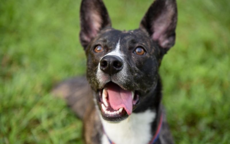 What is a Basenji? Discover this great breed 12 what is a basenji