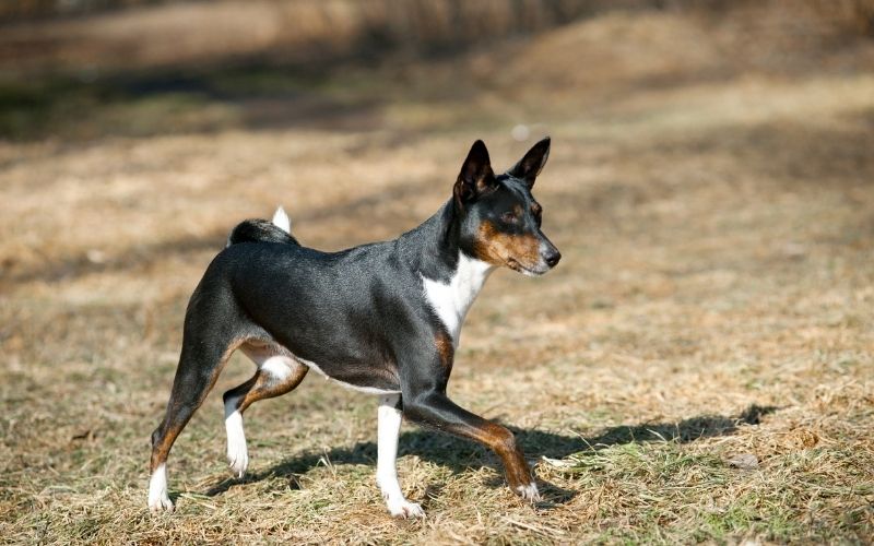 what is a basenji