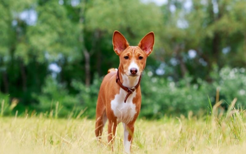 what is a basenji