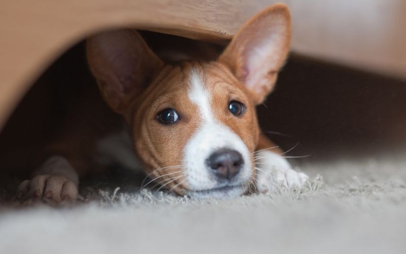 What is a Basenji? Discover this great breed 14 what is a basenji