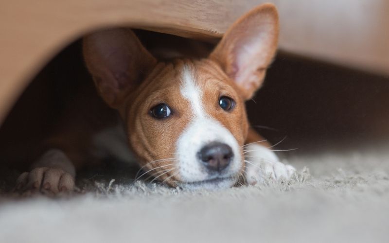 what is a basenji