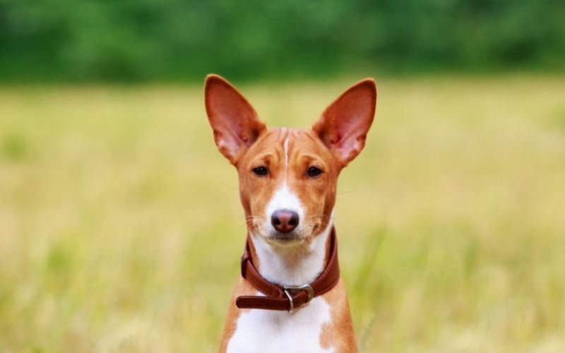 What is a Basenji? Discover this great breed 15 what is a basenji