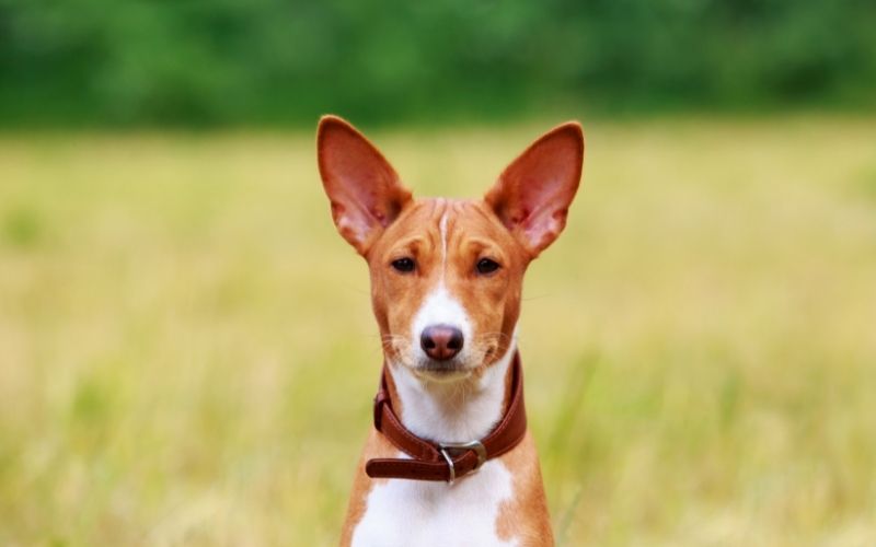 what is a basenji