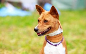 what is a basenji