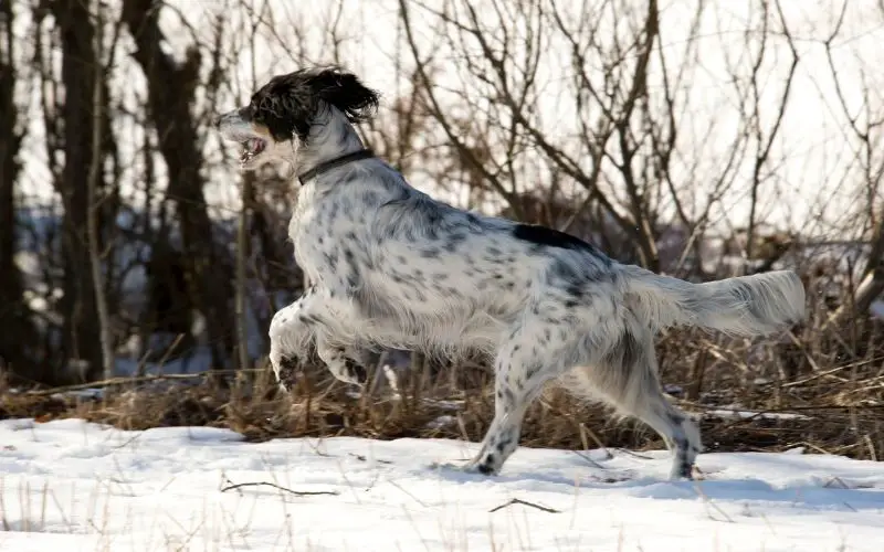 all about the English setter