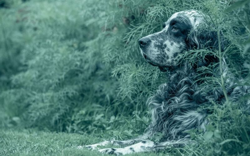 all about the English setter