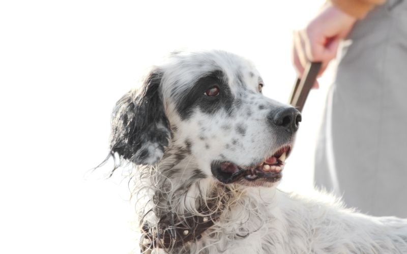 all about the English setter