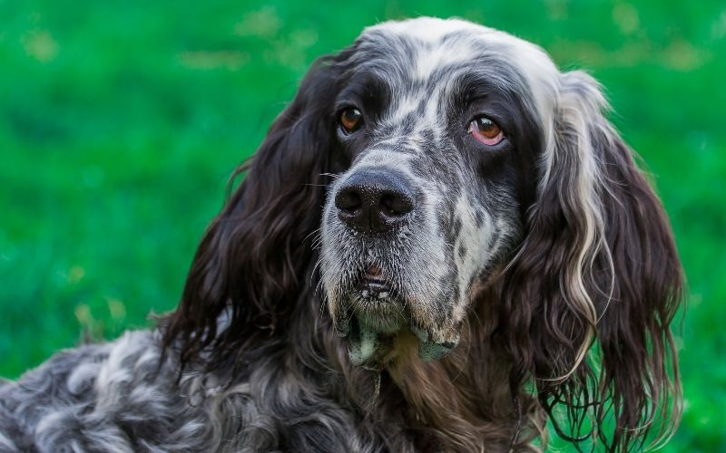 all about the English setter