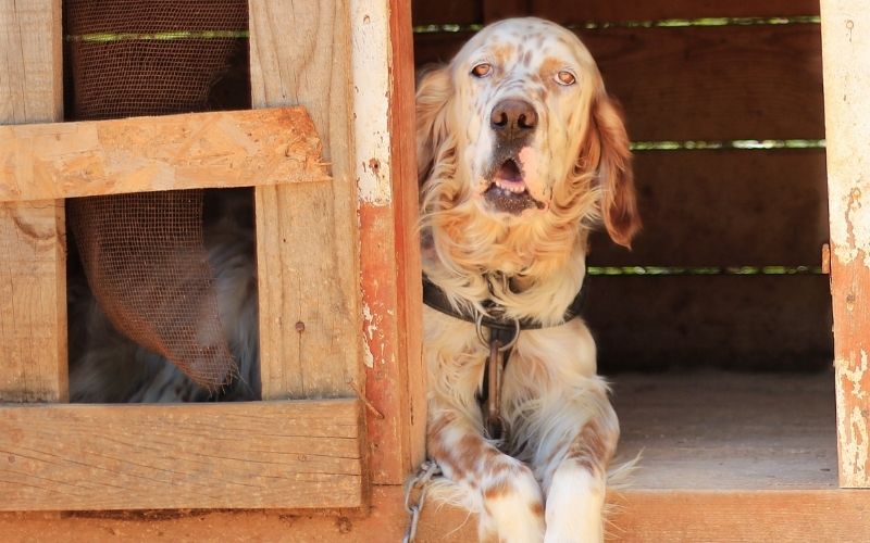 all about the English setter