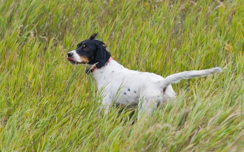 all about the English setter