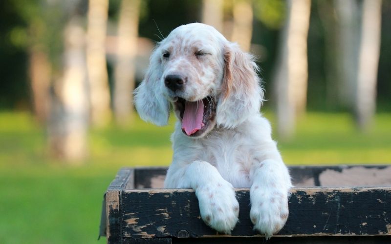 all about the English setter