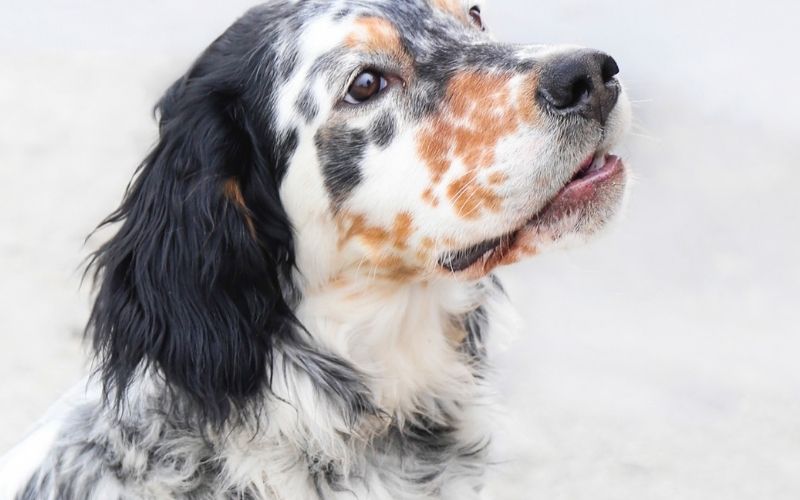 All about the English Setter