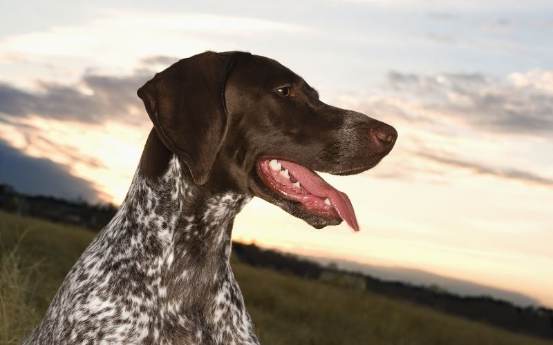 the german shorthaired pointer