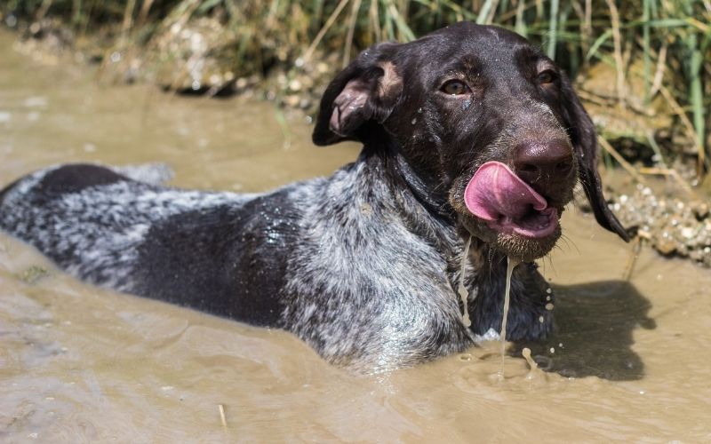 the german shorthaired pointer