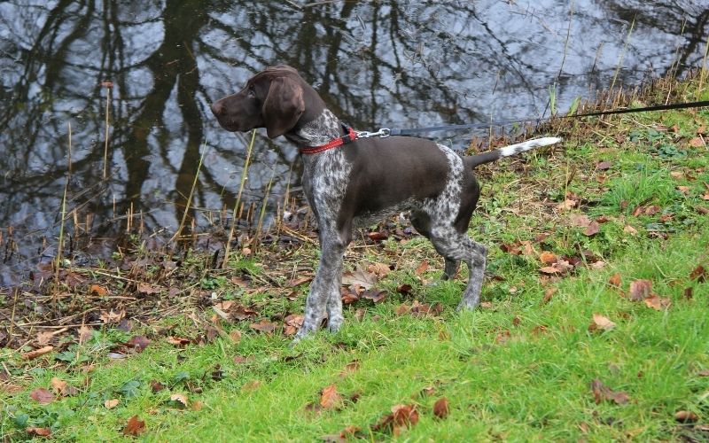 the german shorthaired pointer