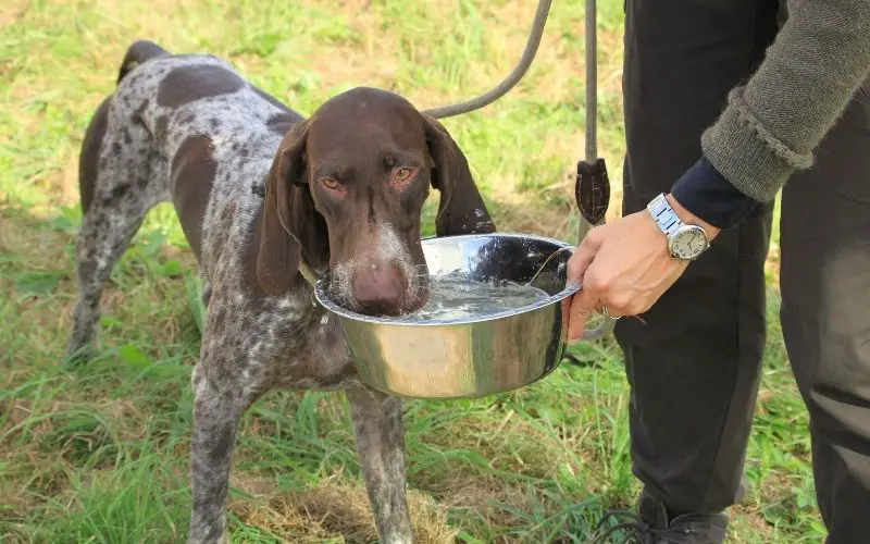 the german shorthaired pointer