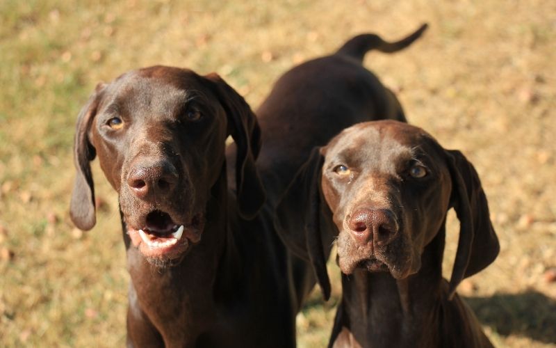 The German Shorthaired Pointer