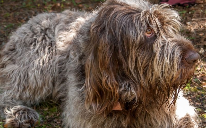 The Italian Spinone a great family dog 8 the italian spinone