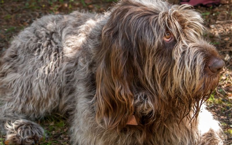 the italian spinone