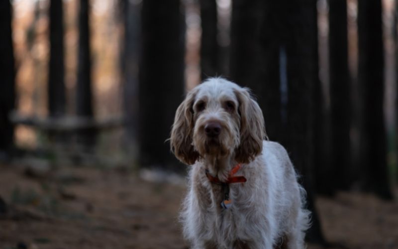 the italian spinone