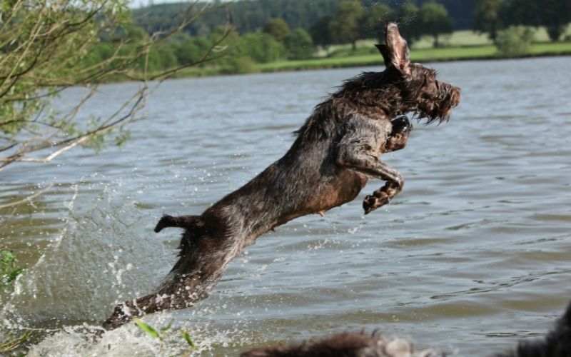 The Italian Spinone a great family dog 11 the italian spinone