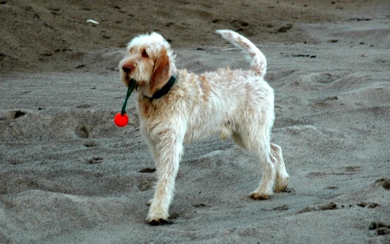 The Italian Spinone a great family dog