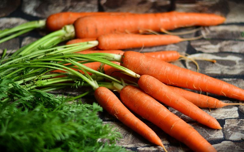 Can dogs eat carrots and celery? Discover the benefits 2 can dogs eat carrots and celery