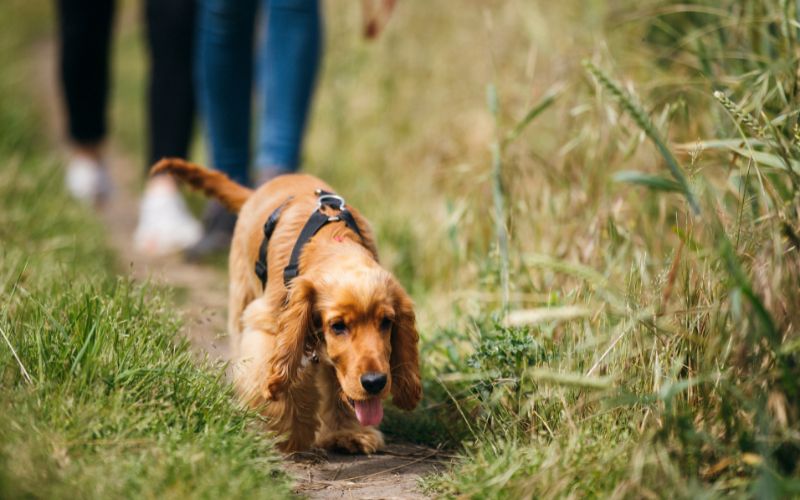 Do dogs like walks? Yes, for many reasons