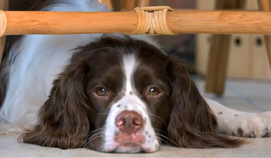 Are Springer Spaniels Good Family Pets? Everything You Need to Know