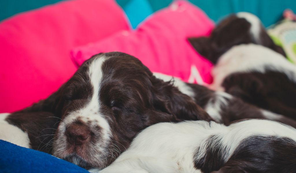 How many puppies do Springer spaniels have?