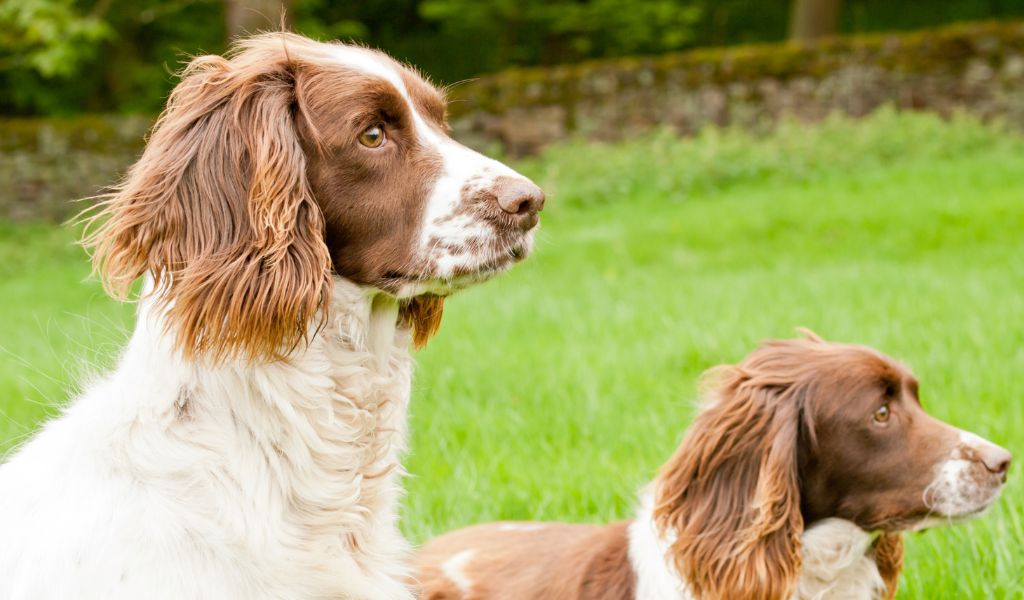 do english springer spaniels shed a lot