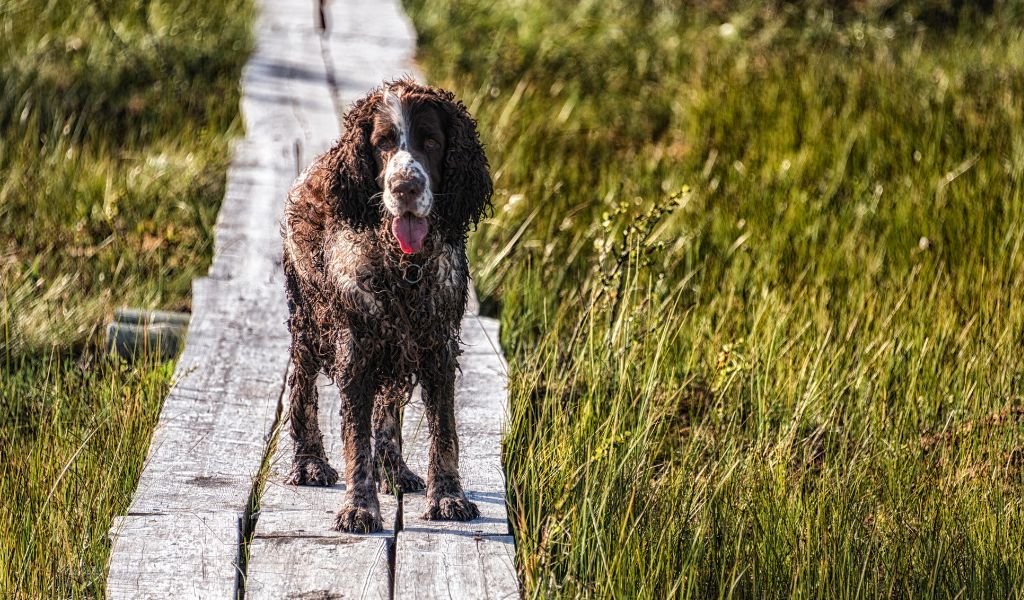 Can Springer spaniels live outside?