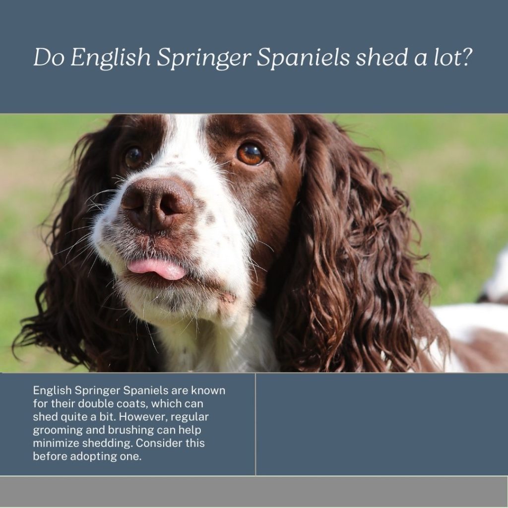 info image that provides advice on english springer spaniels and shedding