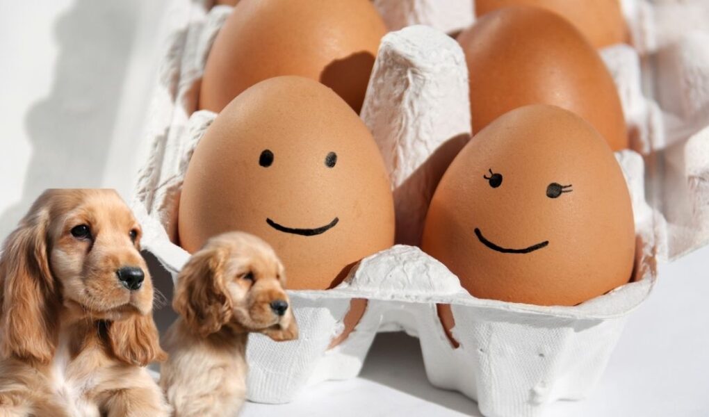 cocker spaniel puppy diet