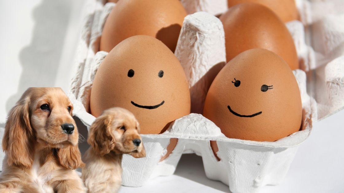 Can Cocker spaniels eat eggs?