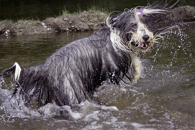 bearded collie what you need to know