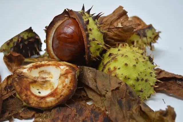 are conkers poisonous to dogs