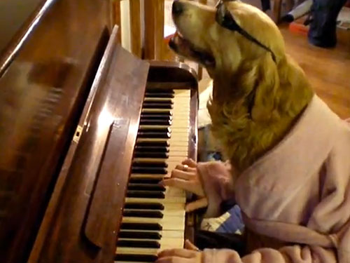 Do dogs like singing? It depends on the song