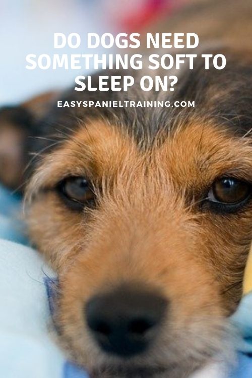 do dogs need something soft to sleep on