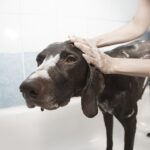 why do dogs go crazy after a bath