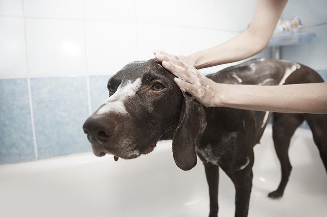 why do dogs go crazy after a bath