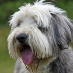 bearded collie what you need to know