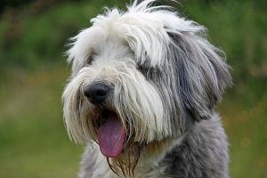 bearded collie what you need to know