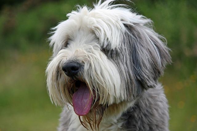 The Bearded Collie – what you need to know